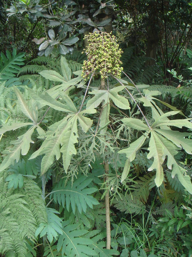 Mano de Oso, Pata de Gallina - Vista 3